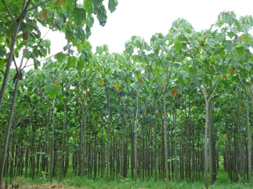 3A Composites has added to its balsa plantations in Ecuador.