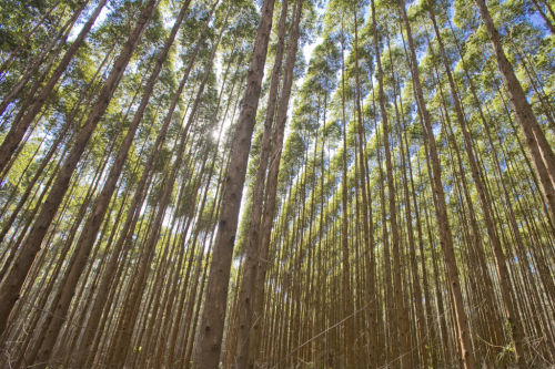 Guangxi Province is said to have the largest planted area of eucalyptus in China (circa 1 million hectares).