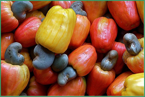 Cashew nutshell oil-derived bio-resins allow manufacturers to use a higher content of renewable material in a wide range of applications, without compromising performance.