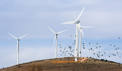 Bird migrationary routes often limit the scope of wind farms. (Picture illustration - Shutterstock).