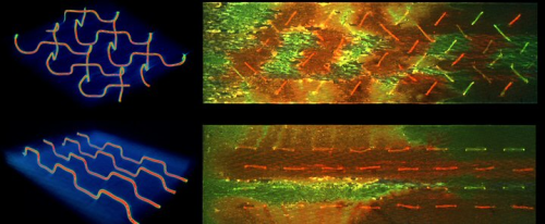 3D microvascular networks for self-healing composites: Researchers were able to achieve more effective self-healing with the herringbone vascular network (top) over a parallel design (bottom), evidenced by the increased mixing (orange-yellow) of individual healing agents (red and green) across a fracture surface.
