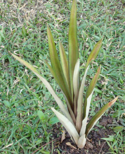 The curauá plant.