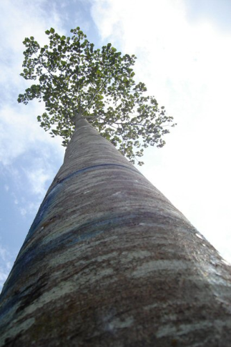 FSC-certified balsa tree.